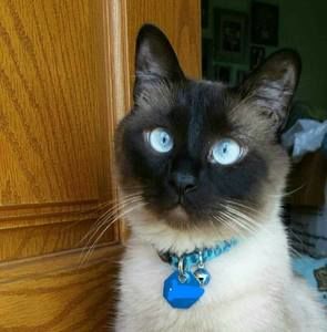 Meet your Posher, Sharon